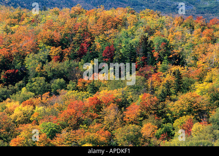 Wald von Bäumen mit Herbstlaub auf den Röcken von Mount Washington White Mountain National Forest New Hampshire Stockfoto