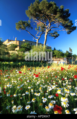 Blumenwiese mit Margeriten und Mohn, Murlo, Siena, Toskana, Italien Stockfoto