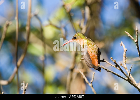 Zimt Kolibri Amazilia Rutila Sayulita Nayarit Mexiko 17 Januar Erwachsenen Trochilidae Stockfoto