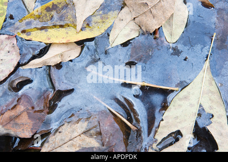 Getrocknete Blätter im Wasser schweben. Stockfoto