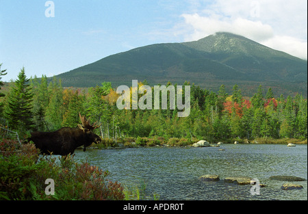 Bull Moose im Vordergrund in Sandy Stream Teich mit Mt. Kathadin im Hintergrund und Herbstlaub Stockfoto