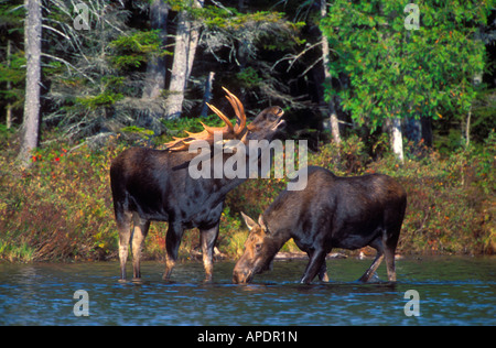 Stier und Kuh Elch (ALCES ALCES), Paarung Ritual, Maine, Baxter State Park, Sandy Stream Teich, Roaring Brook Campingplatz, Stockfoto