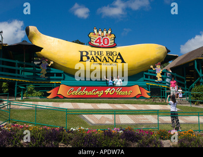 Die Big Banana feiert 40 Jahre als eine wichtige touristische Attraktion in Coffs Harbour auf der pazifischen Küste NSW Australia Stockfoto