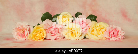 Garten Rosen Stockfoto