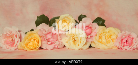 Garten Rosen Stockfoto