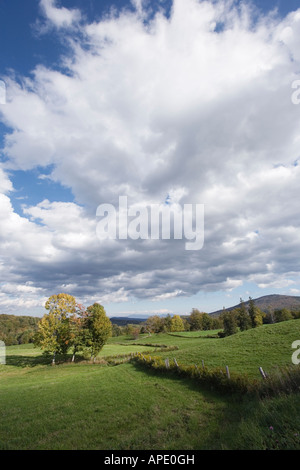 Bäume auf die große Wiese. Stockfoto