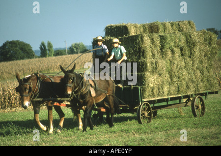 Amische Boys, Heuwagen, Maultiere Stockfoto