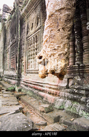 Baumstumpf in Preah Khan, Angkor Stockfoto