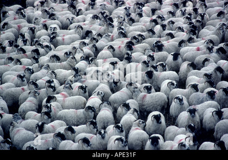 Schwarz konfrontiert Schafherde ausgewählt zur Marktreife GMM 1056 Stockfoto