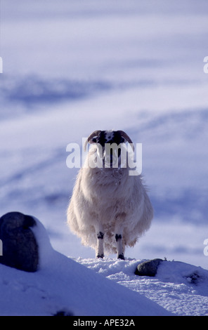 Schwarze konfrontiert Schafe im Winter in den schottischen Highlands GMM 1059 Stockfoto