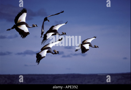 Kraniche im Flug gekrönt Stockfoto