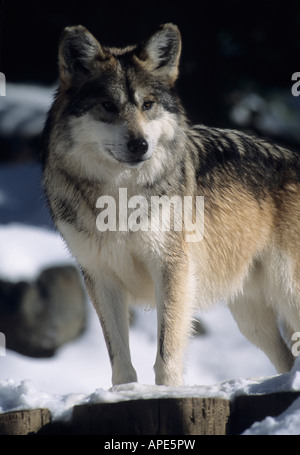 Ein grauer Wolf steht vorsichtig an einem sonnigen Wintertag. Stockfoto