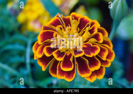Ringelblumeblume Nahaufnahme Stockfoto