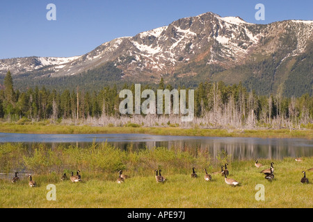 Eine Herde von kanadische Gänse schwimmen in einem Teich vor Mount Tallac in der Nähe von Lake Tahoe in Kalifornien Stockfoto