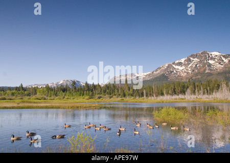 Eine Herde von kanadische Gänse schwimmen in einem Teich vor Mount Tallac in der Nähe von Lake Tahoe in Kalifornien Stockfoto