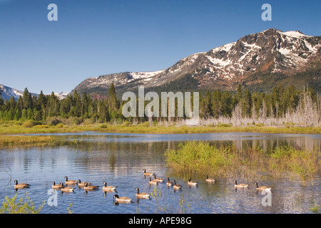 Eine Herde von kanadische Gänse schwimmen in einem Teich vor Mount Tallac in der Nähe von Lake Tahoe in Kalifornien Stockfoto