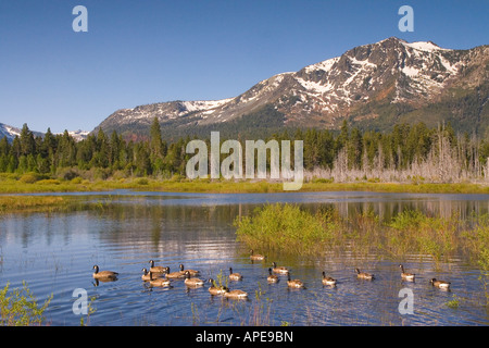 Eine Herde von kanadische Gänse schwimmen in einem Teich vor Mount Tallac in der Nähe von Lake Tahoe in Kalifornien Stockfoto