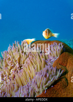 Rosa Anemonenfischen Amphiprion Perideraion in Anemone Agincourt Reef Great Barrier Reef Nord-Queensland-Australien Stockfoto