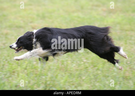 Üppige Border-Collie laufen Stockfoto