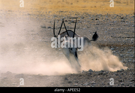 Oryx (Oryx) kämpfen, Etosha Nationalpark, Namibia Stockfoto