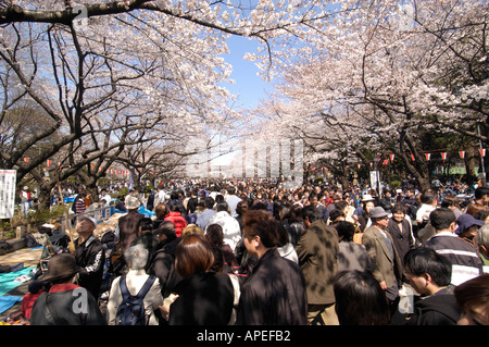 Massen feiern Kirschblüte im Ueno Park Tokyo Japan Stockfoto