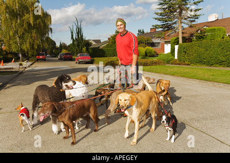 Mann zu Fuß mehrere Hunde Stockfoto