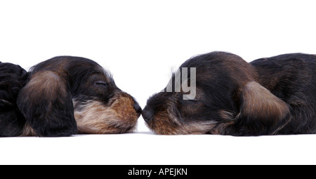 Dackel Dackel Haushund f Canis Lupus Familiaris zwei schlafende Welpen Vis Avis Nase an Nase Stockfoto