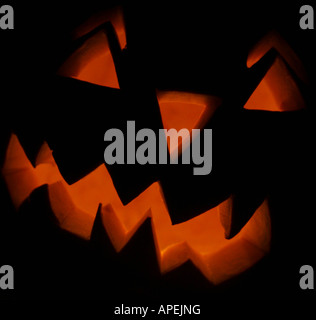 Knochenmark Feld Kürbis Cucurbita Pepo CV Hokkaido Halloween-Kürbis Stockfoto