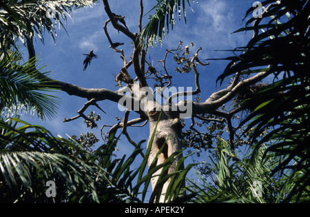 Hyazinth-Aras, Anodorhynchus Hyacinthinus im Wettbewerb um den Nistplatz im hohlen Baum in Panatanal, Brasilien Stockfoto