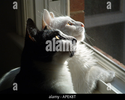 Katzen im Fenster Vögel zu beobachten. Stockfoto