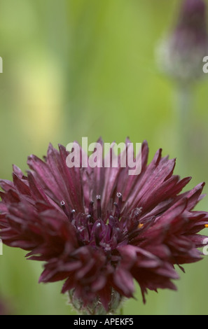 Centaurea Cyanus Black Ball, Kornblume Stockfoto