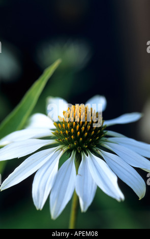 Echinacea Purpurea white Swan Stockfoto