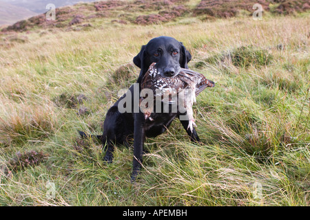 Labrador Jagdhund halten schottische Moorhuhn im Mund nach dem pflücken oder abrufen, Vogel, Cairngorms National Park, Schottland, UK Stockfoto