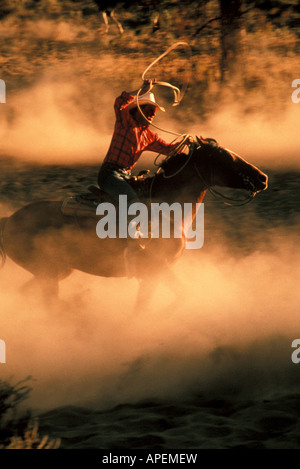 Cowboy zu Pferd benutzt Lasso. Stockfoto