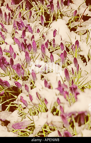 Krokusse entstehen durch Schnee Stockfoto
