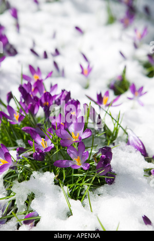 Krokusse entstehen durch Schnee Stockfoto