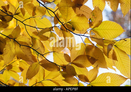 Autumn Leaves hautnah Stockfoto