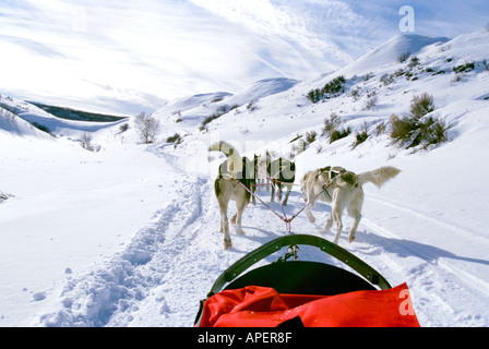 Husky Hunderennen über Schnee, Colorado, USA Stockfoto