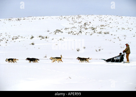 Husky Hunderennen über Schnee Stockfoto