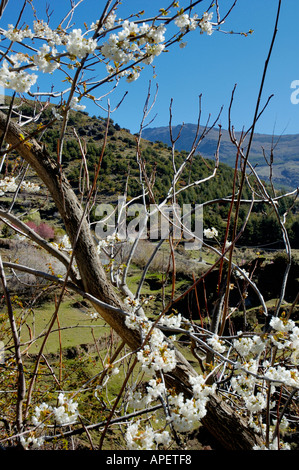 Spanien Andalusien blühenden Baum im Frühling In den Alpujarras-Bergen in der Nähe von Granada Stockfoto