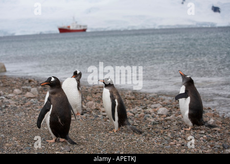 Gentoo Penguin am Strand, Expedition Schiff vor der Küste, Cuverville Island, Antarktis Stockfoto