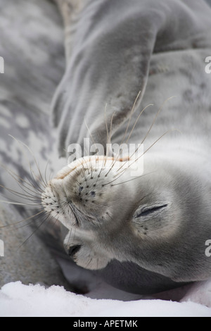 Weddell Seal auf Sommer Schneeverwehungen, schlafen, Jougla Point, Port Lockroy, Antarktis Stockfoto