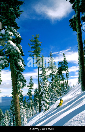 Tiefschnee-Snowboarder am Hang im Bergwald, Richard Stretch, Homewood, Tahoe Stockfoto