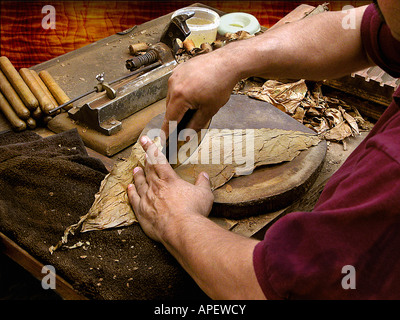 Zigarre Walze Hände Nahaufnahme von hinten schneiden Tabakblatt auf Zigarre Rollgang. Stockfoto