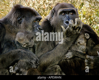 Zwei Mütter Gorilla, sitzen, glückliches Baby Gorillas halten, scheinbar reden, tratschen, eine Mutter, die Anhebung der Hand in den Mund. Stockfoto
