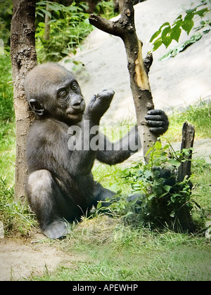 Junge Gorilla, gegen Ast, sitzen gespannt starrte Fingernägel auf rechten, Zweig mit der linken Hand halten. Stockfoto