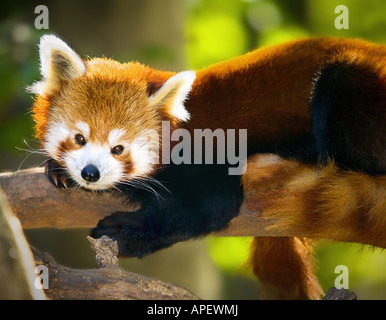 Roter Panda, süßen, vollen Körper geschossen, ruhen auf Ast, Blick geradeaus in die Kamera, starkes Gegenlicht. Stockfoto