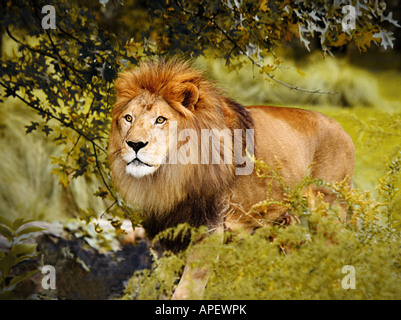 Löwe, Männchen, Ganzkörper, nähert sich von Seite, mit festen, stalking Blick auf Gesicht, umgeben von Bäumen und Busch. Stockfoto