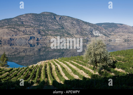 Am frühen Morgen über einen Weinberg. Stockfoto