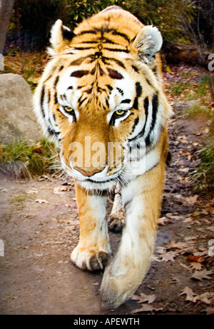 Tiger, Erwachsene, volle Körper Nahaufnahme, kommend geradeaus auf Viewer, Kopf Hälfte nach unten, als ob tracking. Stockfoto